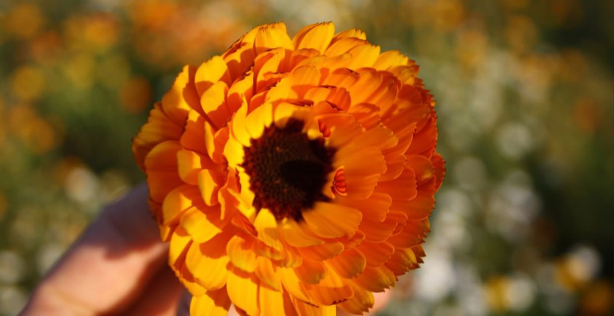 Gör din egen ringblomssalva