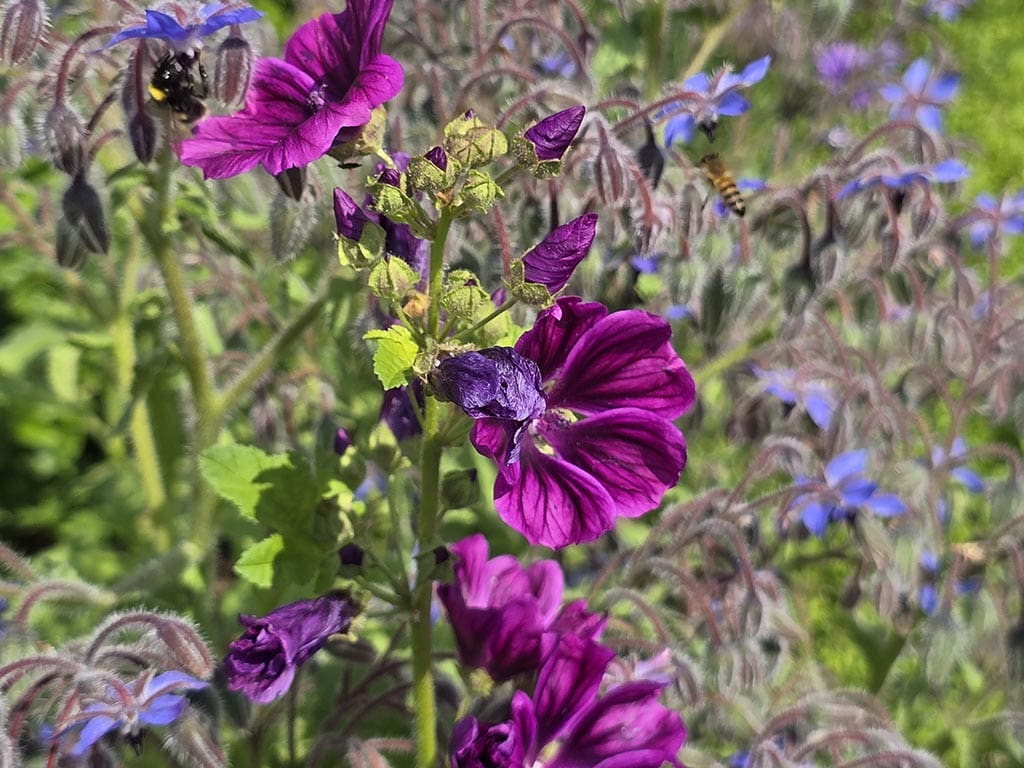 Ätlig gröngödsel blandning - Bild 5