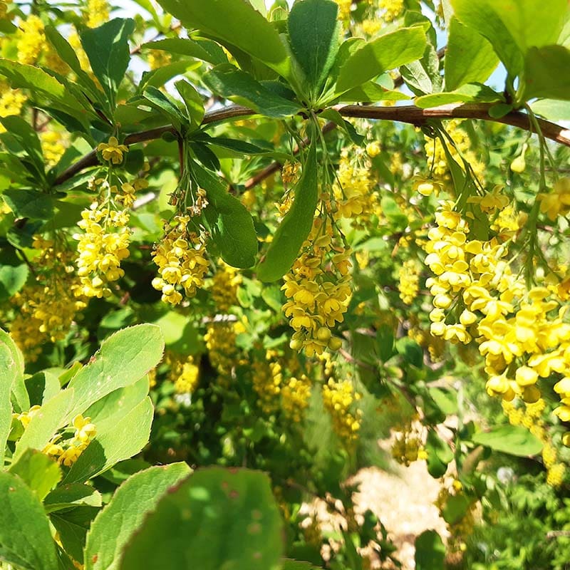 koreansk berberis