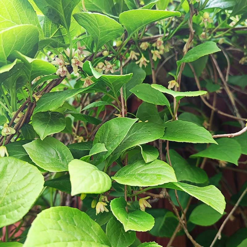 schisandra fjärilsbuske
