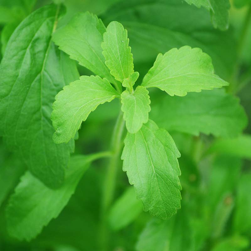 Sötflockel / Stevia 3 barrotade plantor