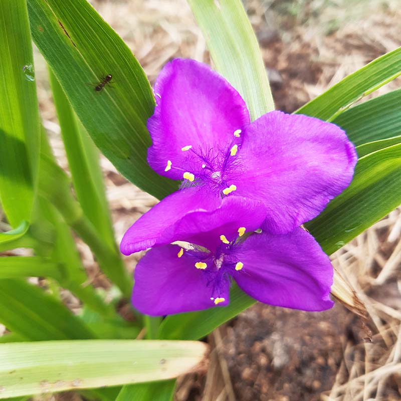 tremasterblomma