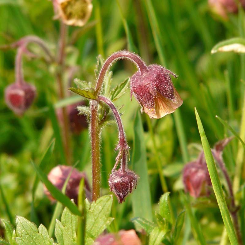 humleblomster