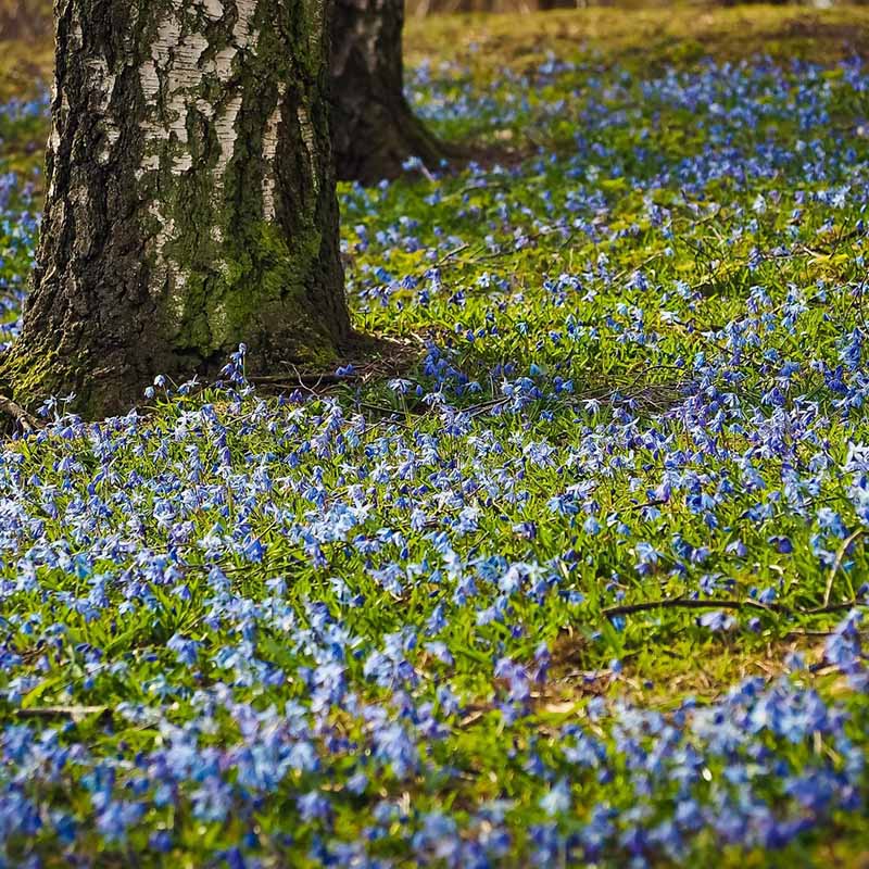 Blåstjärna / Scilla 5 barrotade plantor - Bild 2