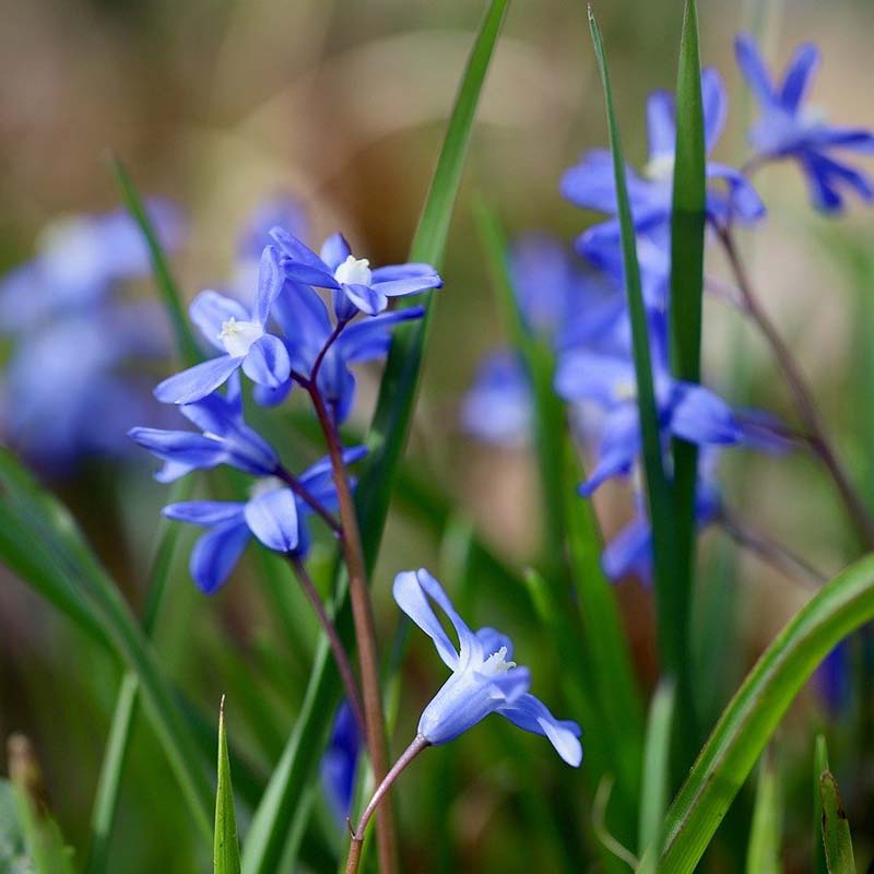 scilla