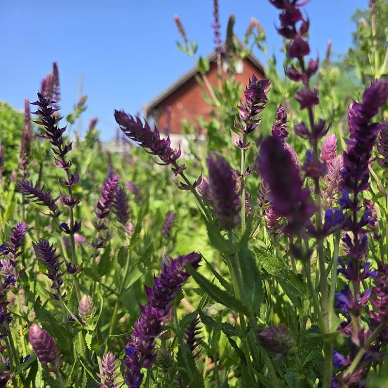 stäppsalvia
